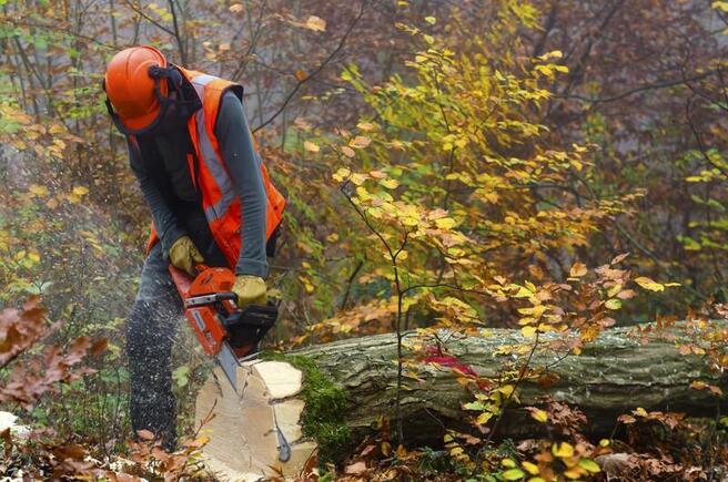 commercial tree service caledon