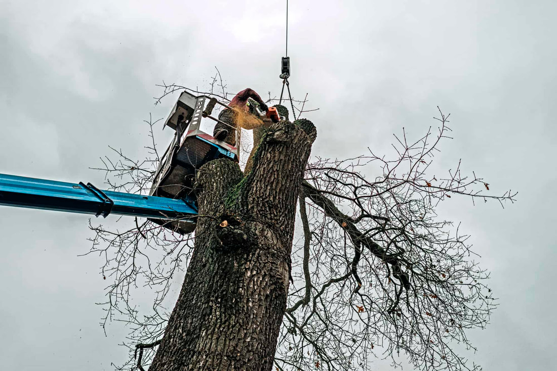 large tree removal Caledon